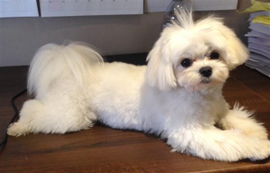 2 Maltese Hair Cut Shaved Body Long Tail And Top (550 X 352) Min 550x352 960w 